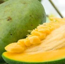 A cut ordinary mango fruit