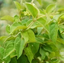 Green leaves on a plant stem